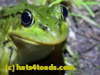 /home//u458753944/public_html/sourcegallery///Frogs/More bullfrogs/P8170149.JPG